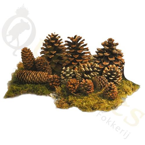 Zeer grote Dennenappel voor Decoratie