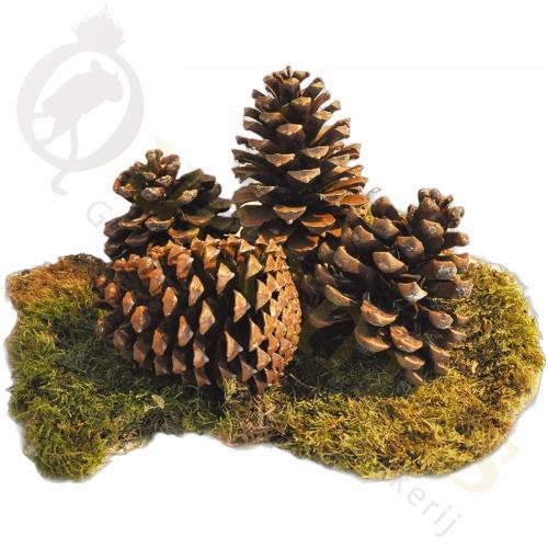 Grotere dennenappels groohandel decoratie of hamsterscaping