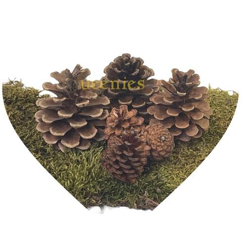 Dennenappels voor knaagdieren