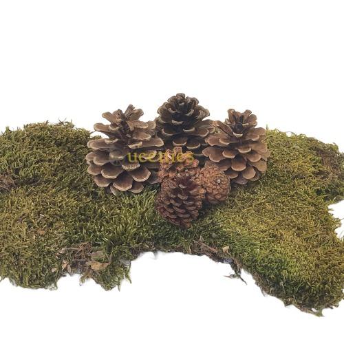 Gerbil spelend en knagend op dennenappel