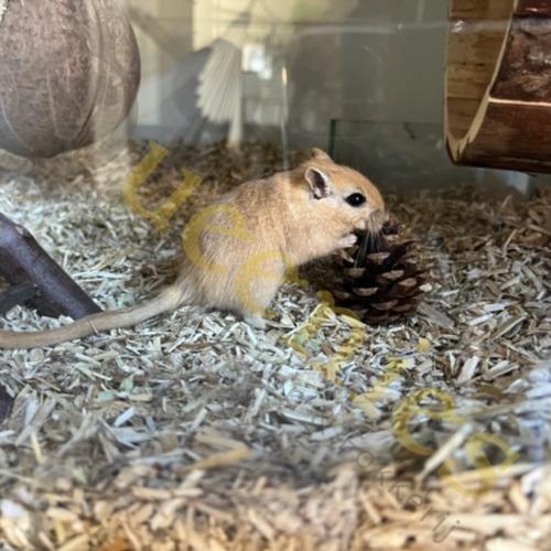 Gerbil met Dennenappel