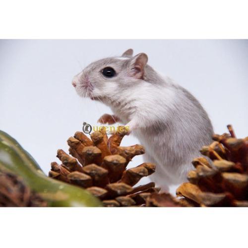 Dennenappel met Gerbil