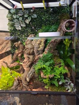 Refertentie foto 60x45x90 paludarium
