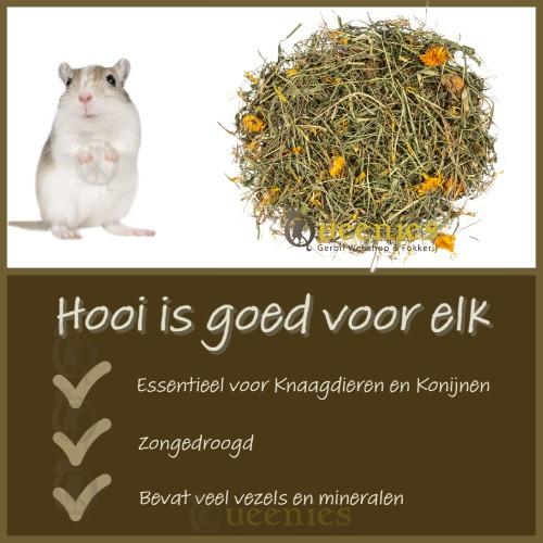 Paardenbloem hooi voor Gerbils