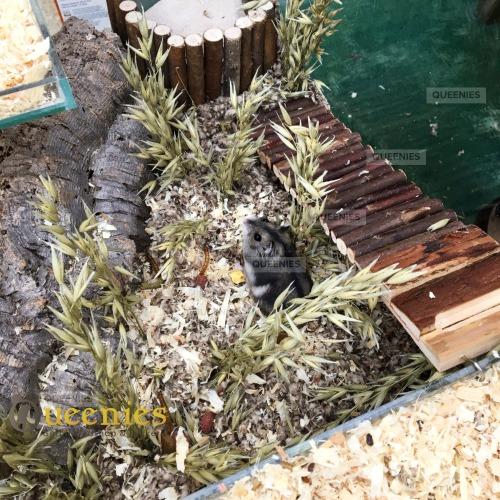 Glazen knaagdierkooi budget