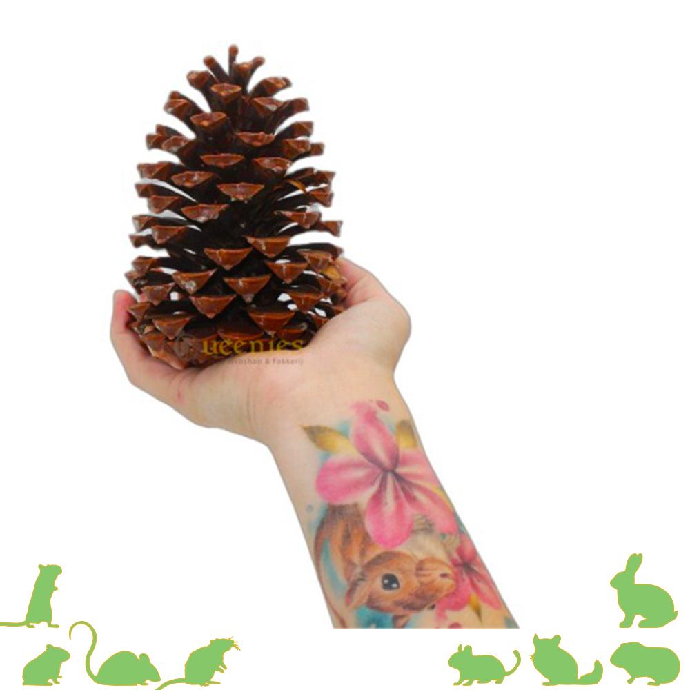 Dennenappel zeer groot