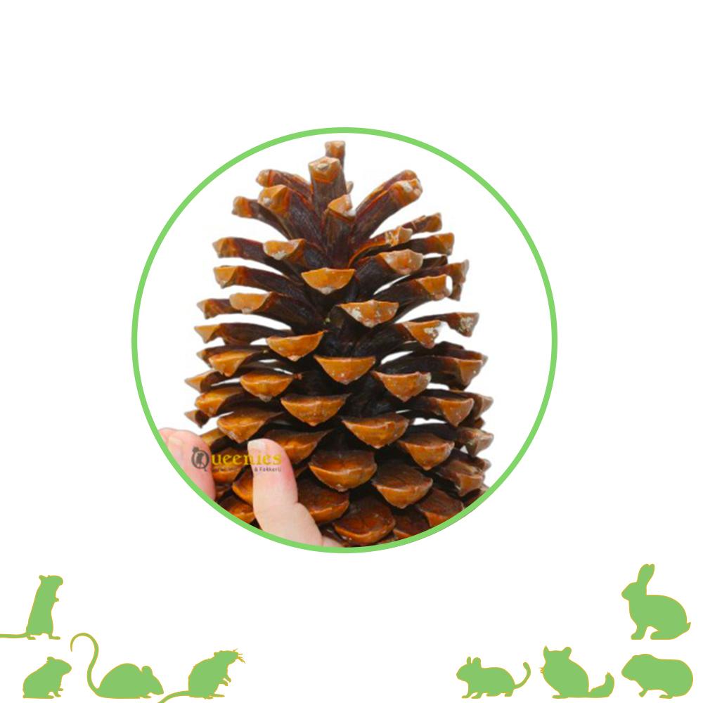 Grote dennenappels voor knaagdieren