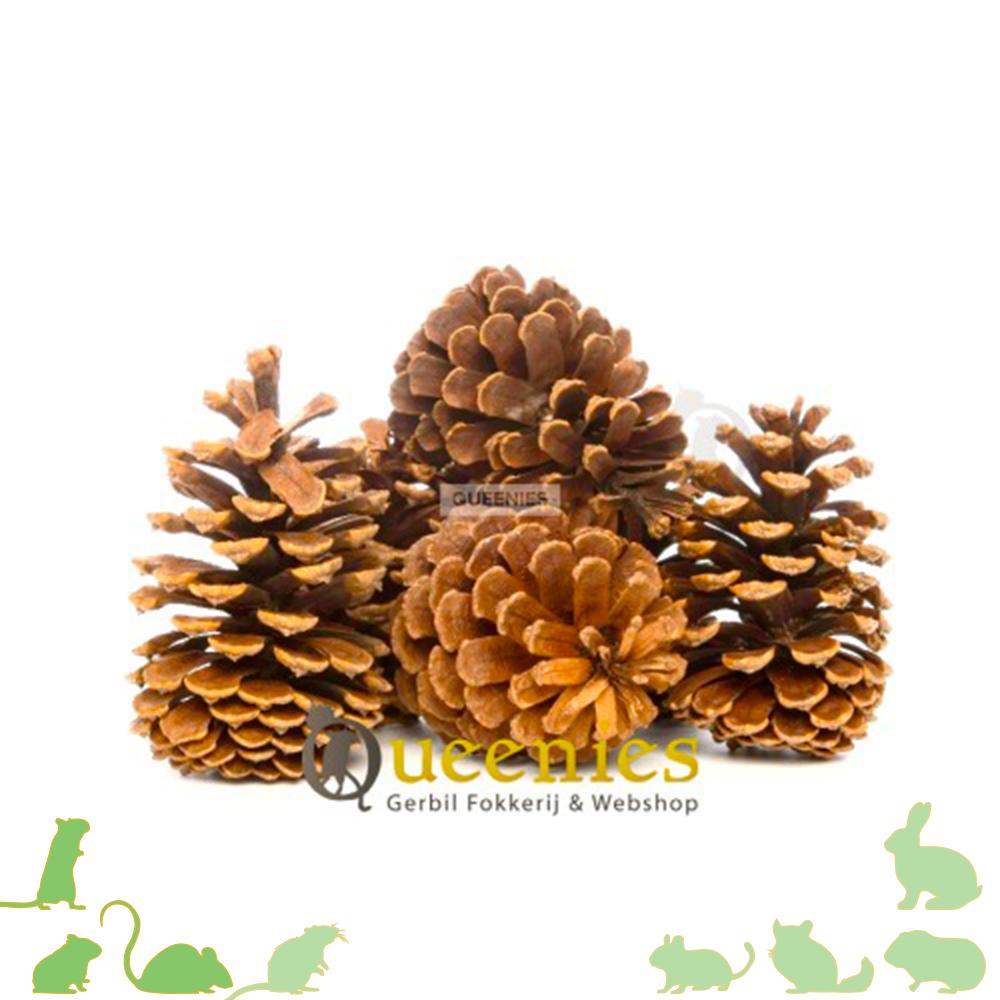 Dennenappel voor knaagdieren 5 stuks