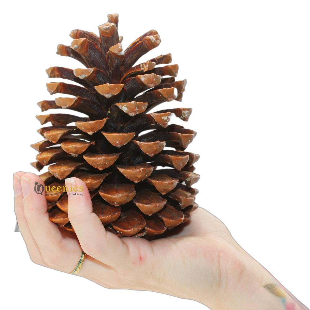 Grote Dennenappels voor knaagdieren kooii