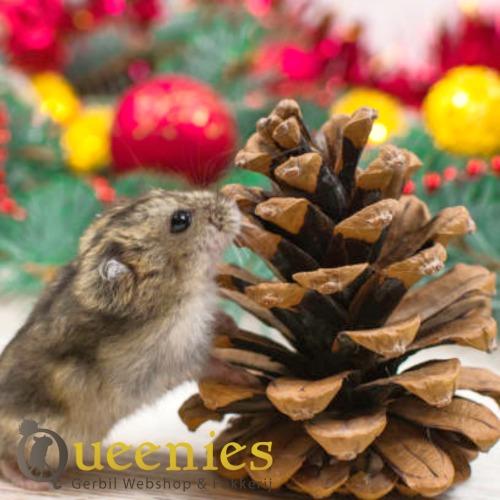 Kerst hamster met dennenappel