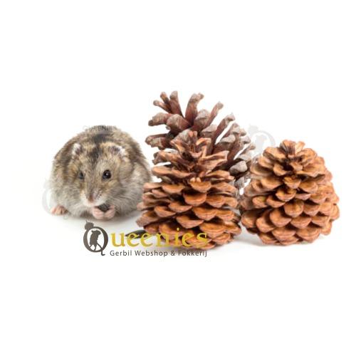 Dennenappel met Hamster - Hamsterspeelgoed