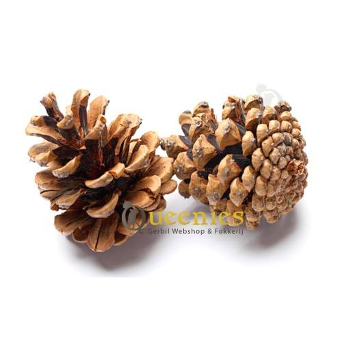 Mooi dennenappels voor decoratie doeleinde