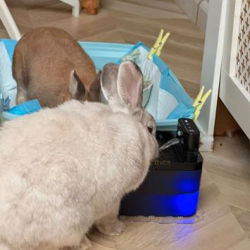 Automatische fontein met drie standen sensor, timer en continu