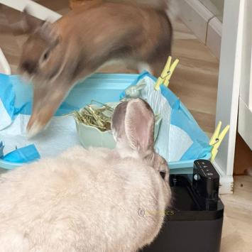 Stil werkende automatische waterfontein voor knaagdieren