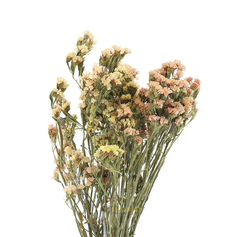 Zeelavendel voor Hamsterscape