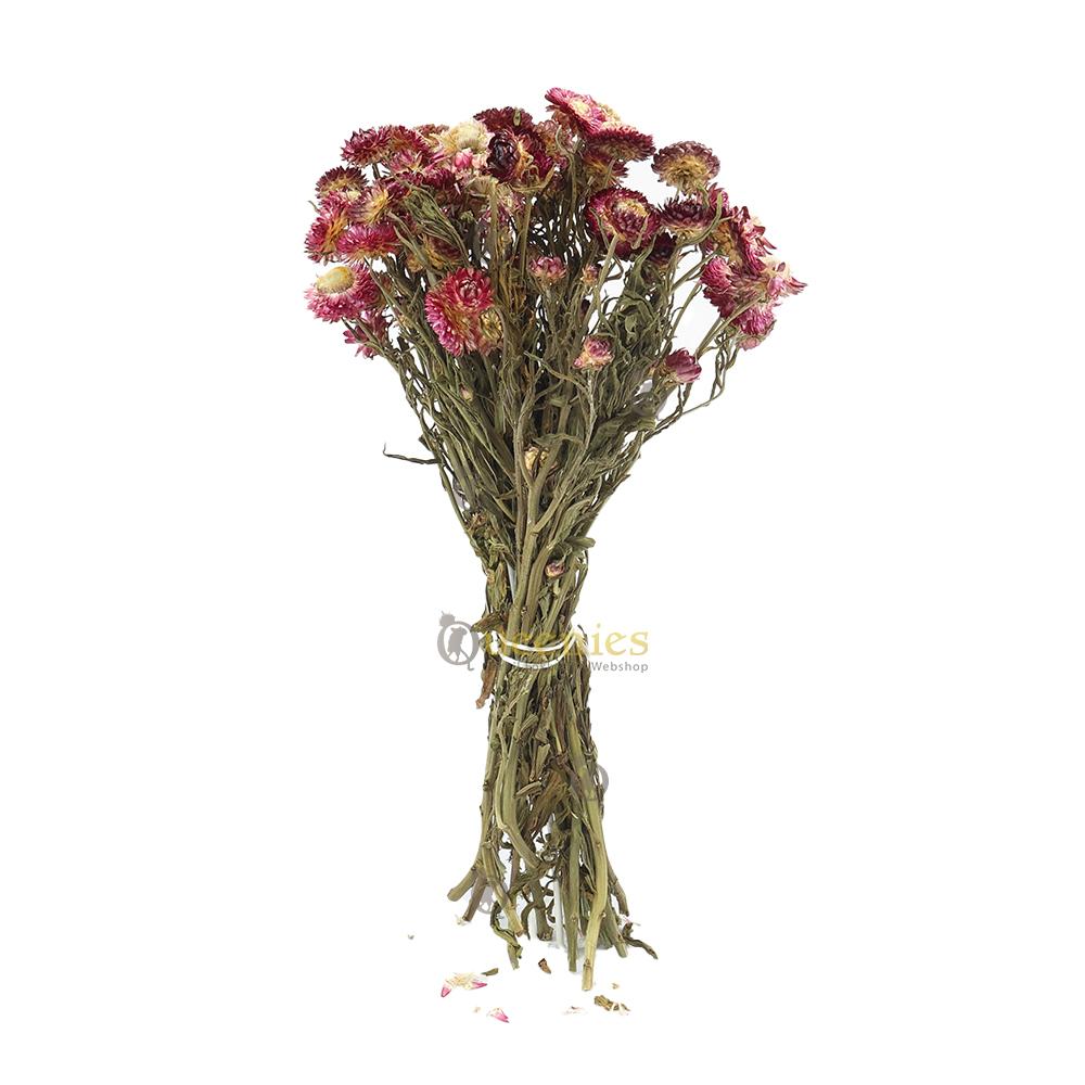 Violet Strobloem voor Hamsters