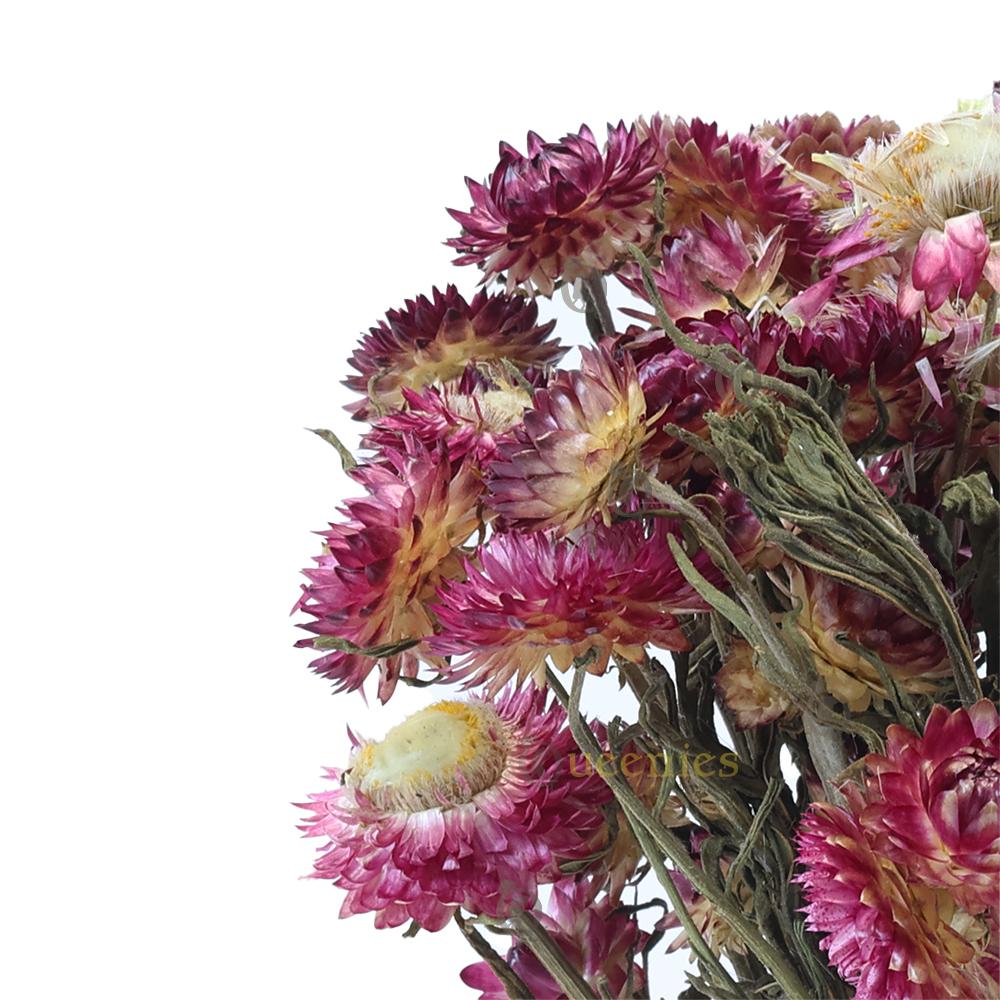 Violet Strobloem voor Gerbils