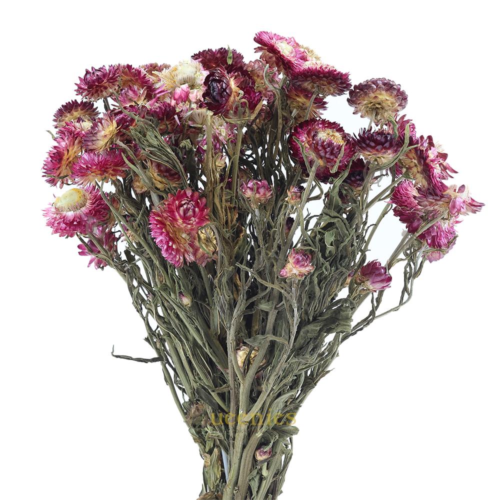 Bloemen voor in Hamsterscape