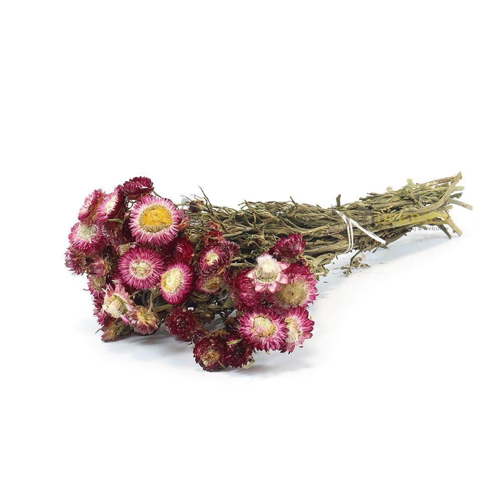 Bloemen voor in Hamsterscaping