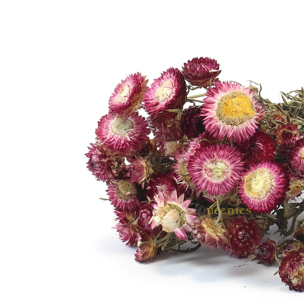 Gedroogde Violet  bos