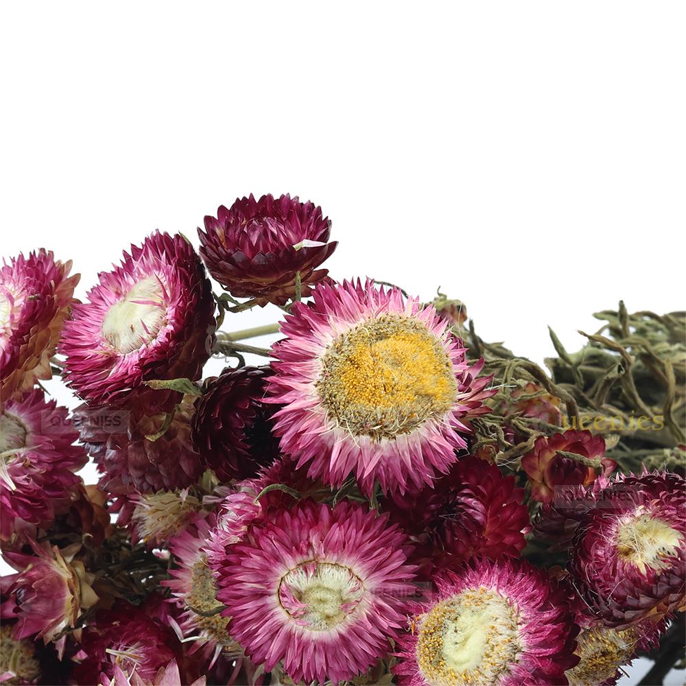 Gedroogde bloemen bos