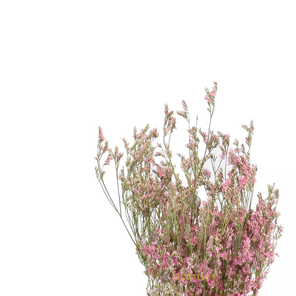 Zeelavendel voor Gerbils