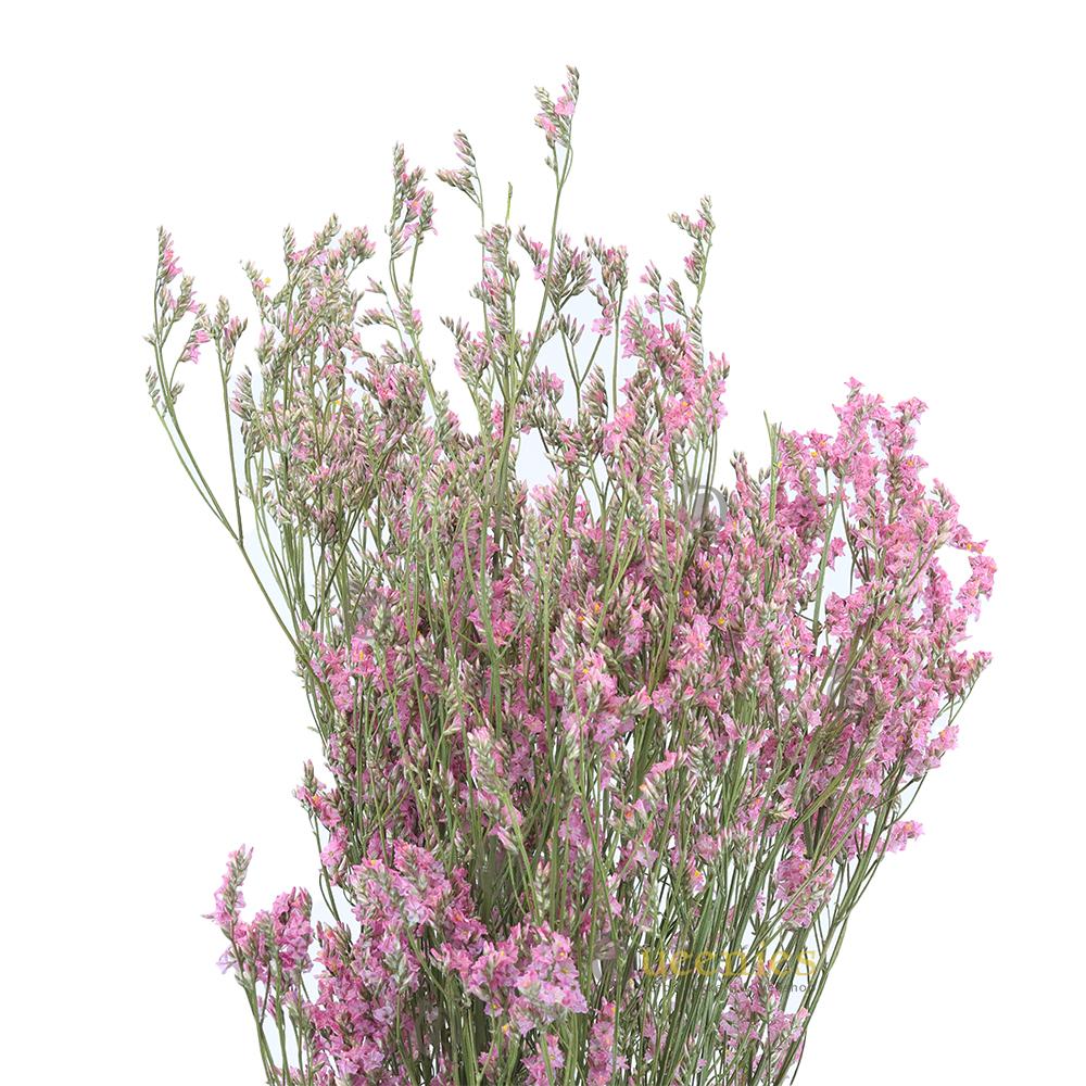 Droog bloemen voor Gerbilscape