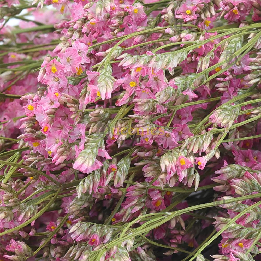 Roze Zeelavendel voor Hamsterscape