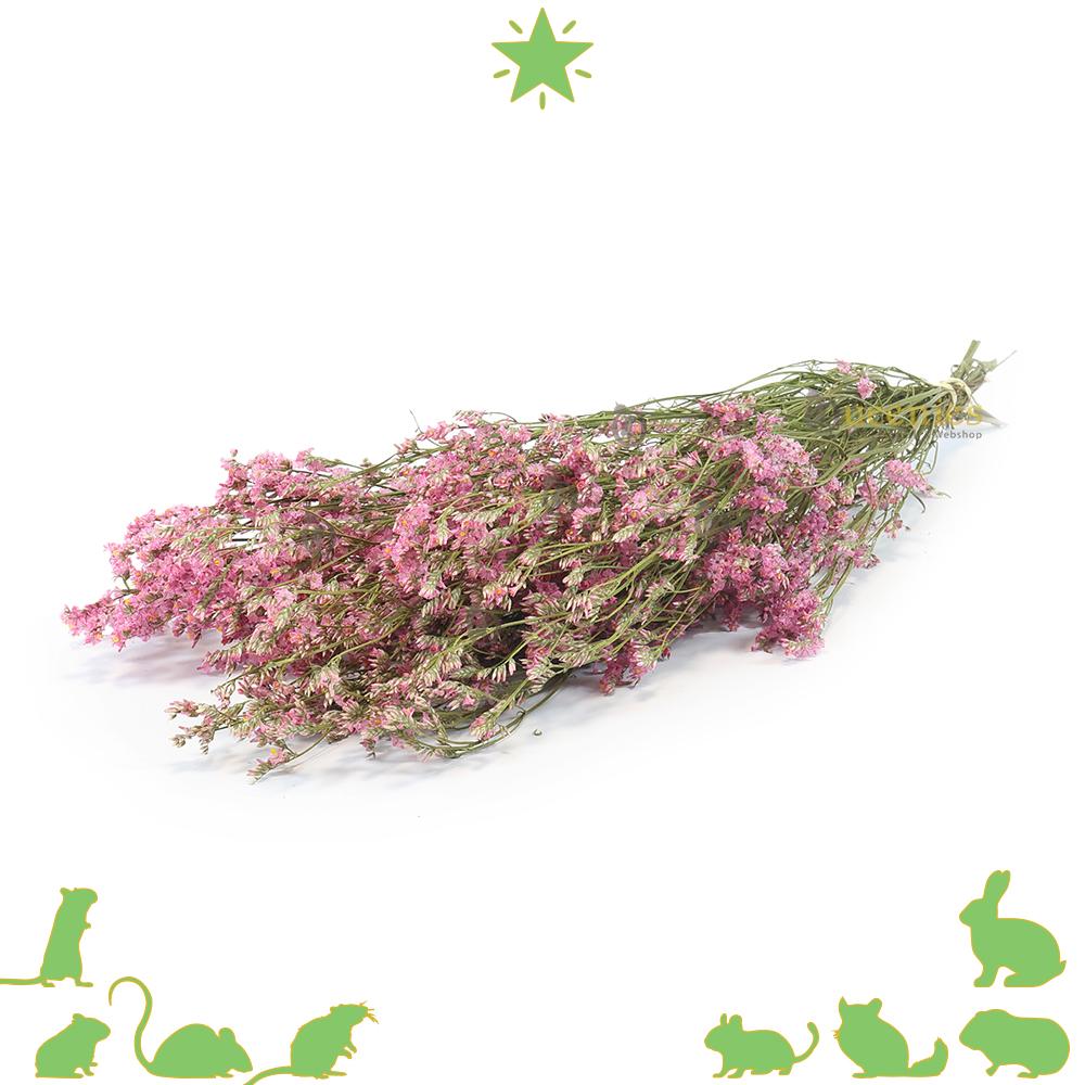 Roze Zeelavendel voor Hamsterscaping