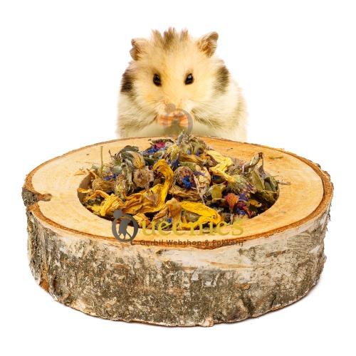 Goudhamster met voerbak