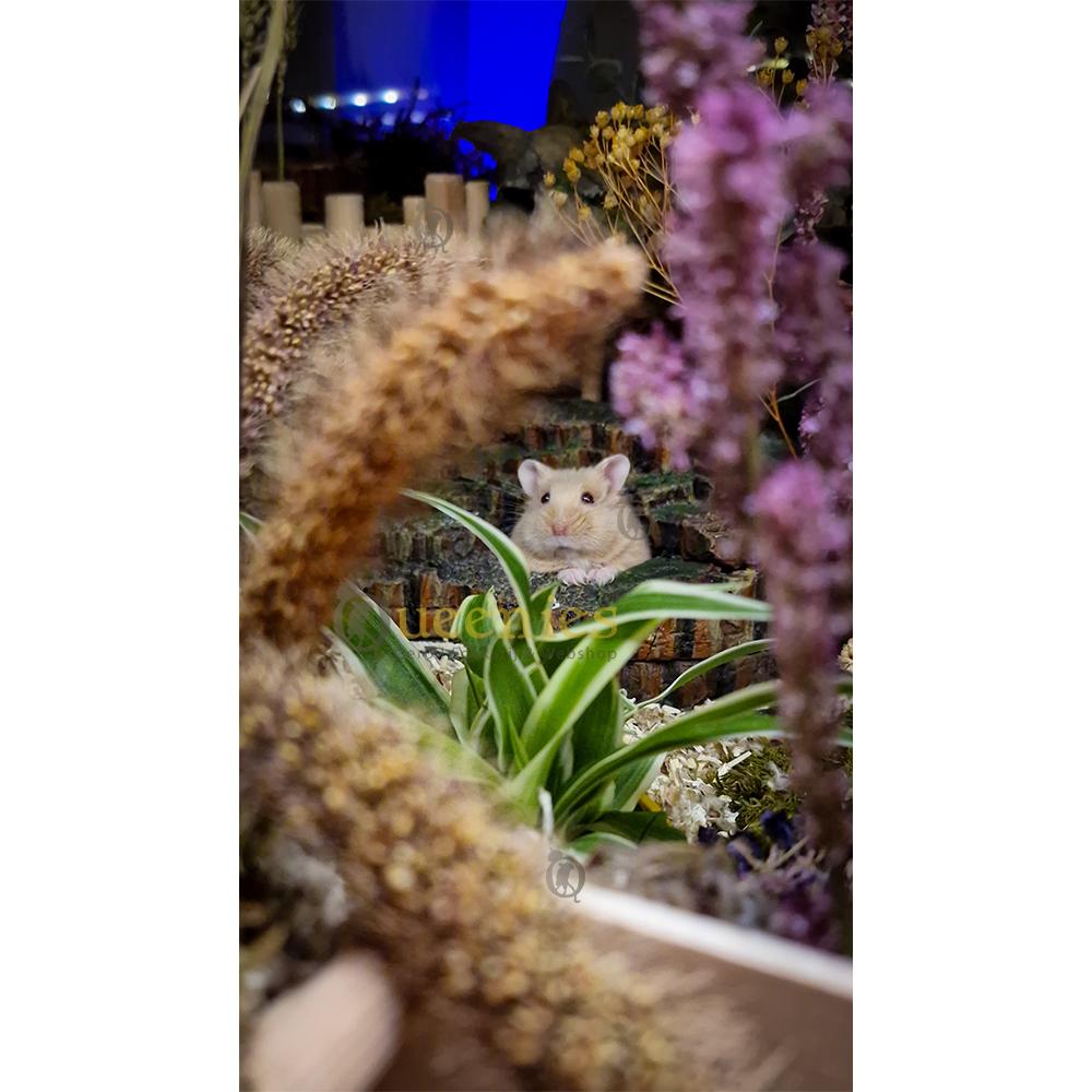 Hamster schuilplaats