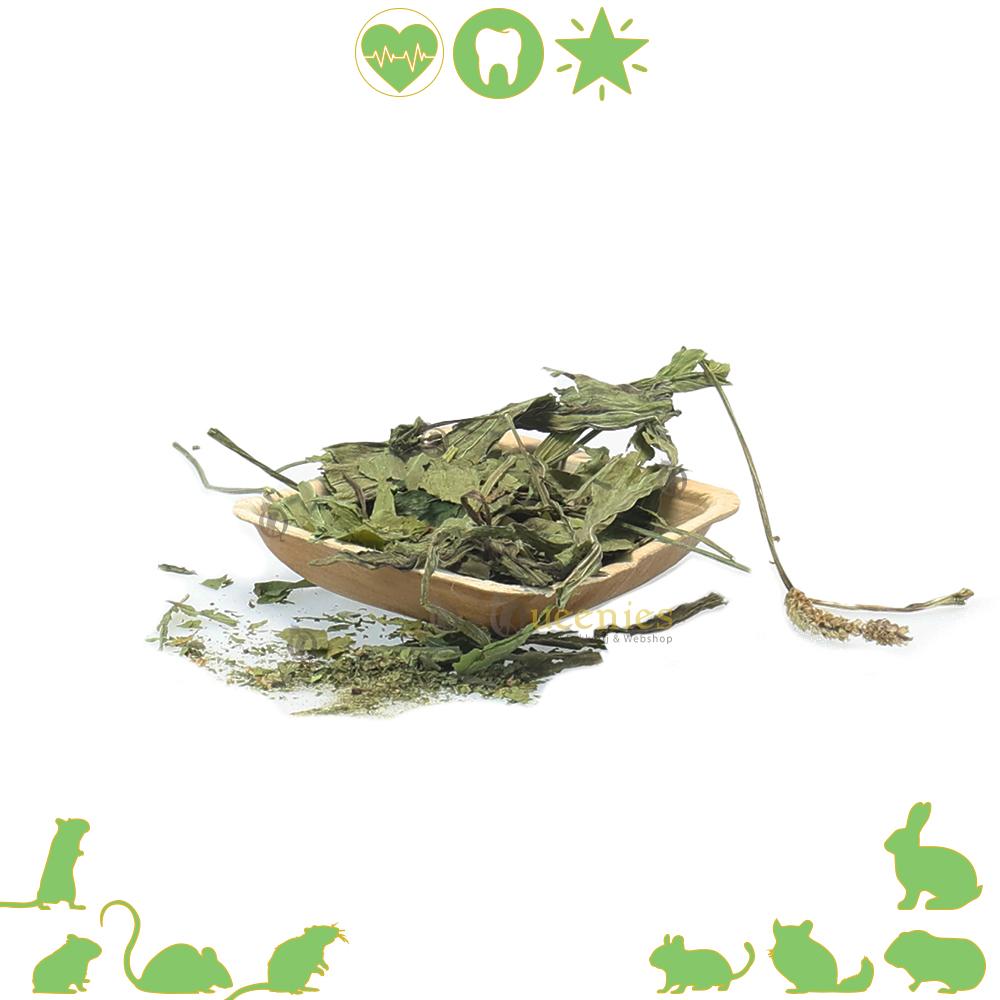 Weegbree voor tijdens een Gerbil koppeling