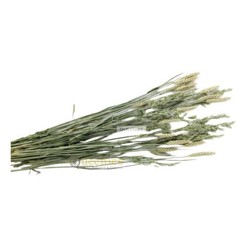 Gerbil Bouquet haverland voor Muizen