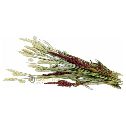 Gerbil Bouquetknabbelstruik voor Degoe