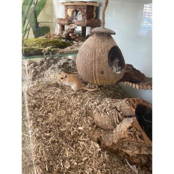 Hamsterhuis Ida voor Gerbils