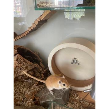 Muizen loopwiel met zachte ondergrond voor muizen