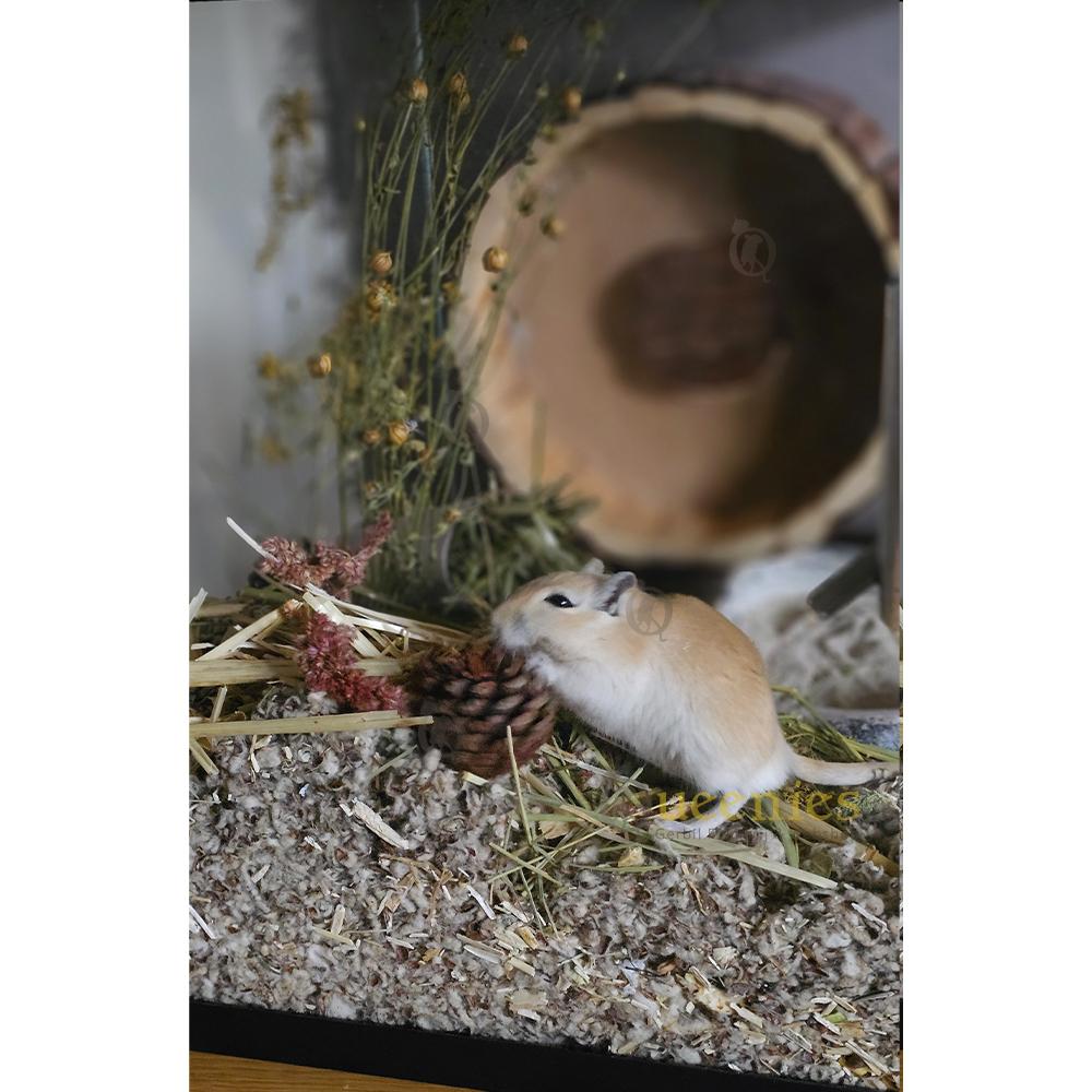 Vlas gebruiken in Gerbilarium