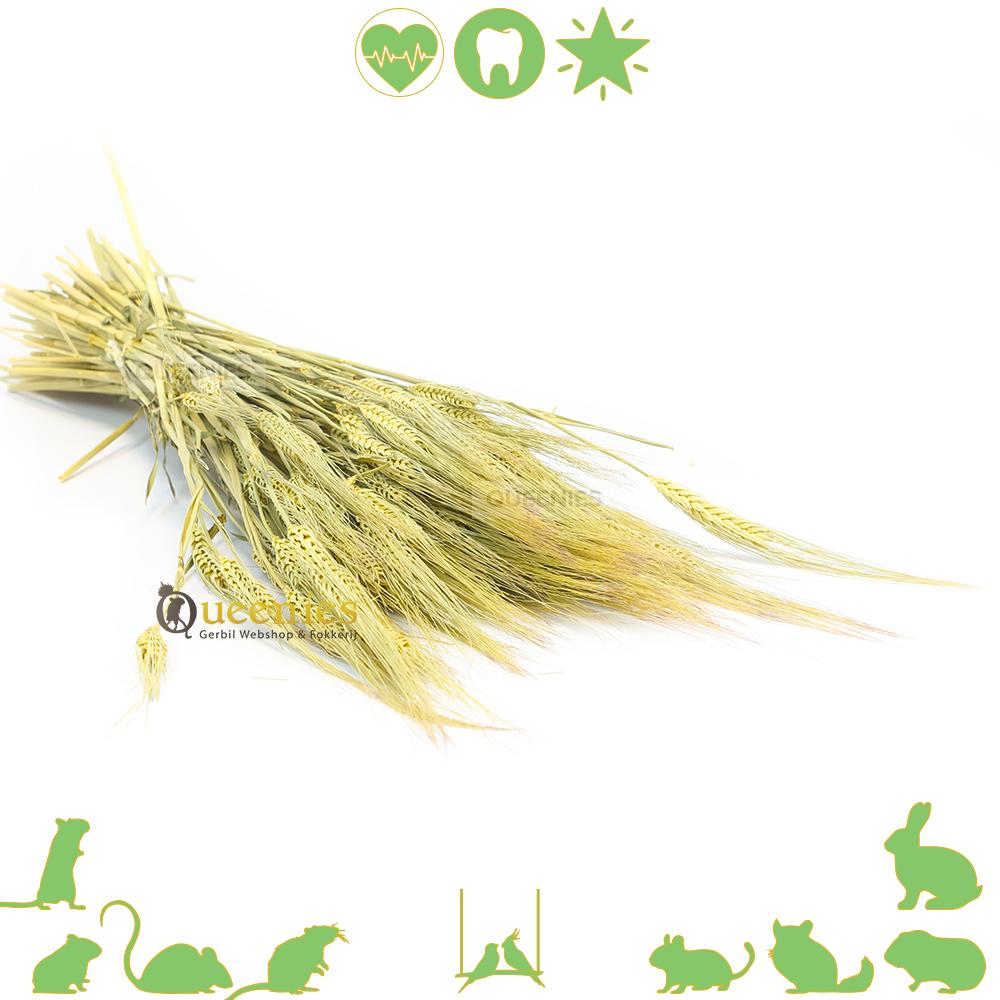 Gerst voor hamsterscaping en Konijnenvoer