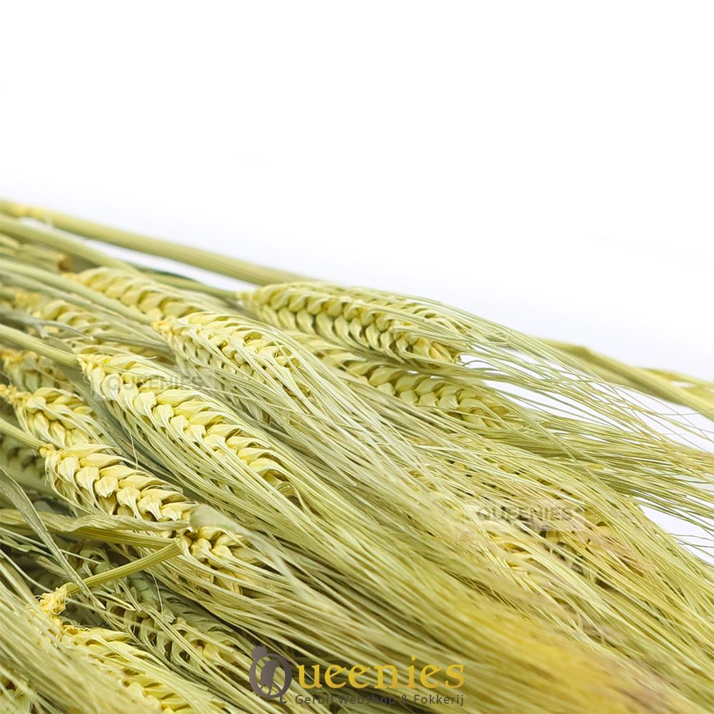 Gerst voor hamsters in hamsterkooi