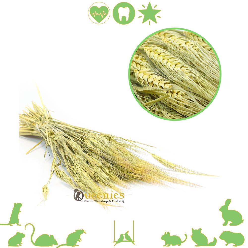 Gerst voor hamsterscaping en knaagdiervoer