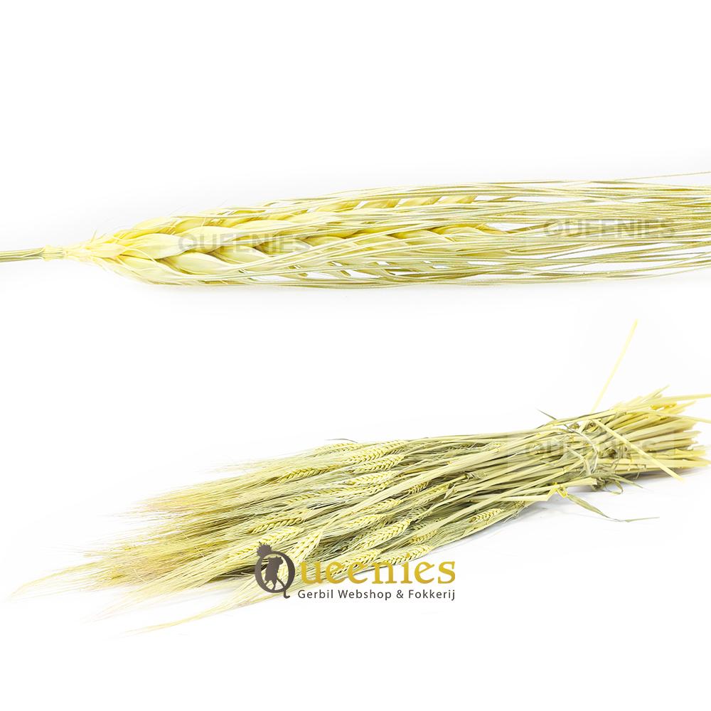 Hamsterkooi verrijking met natuurlijk gedroogd gerst