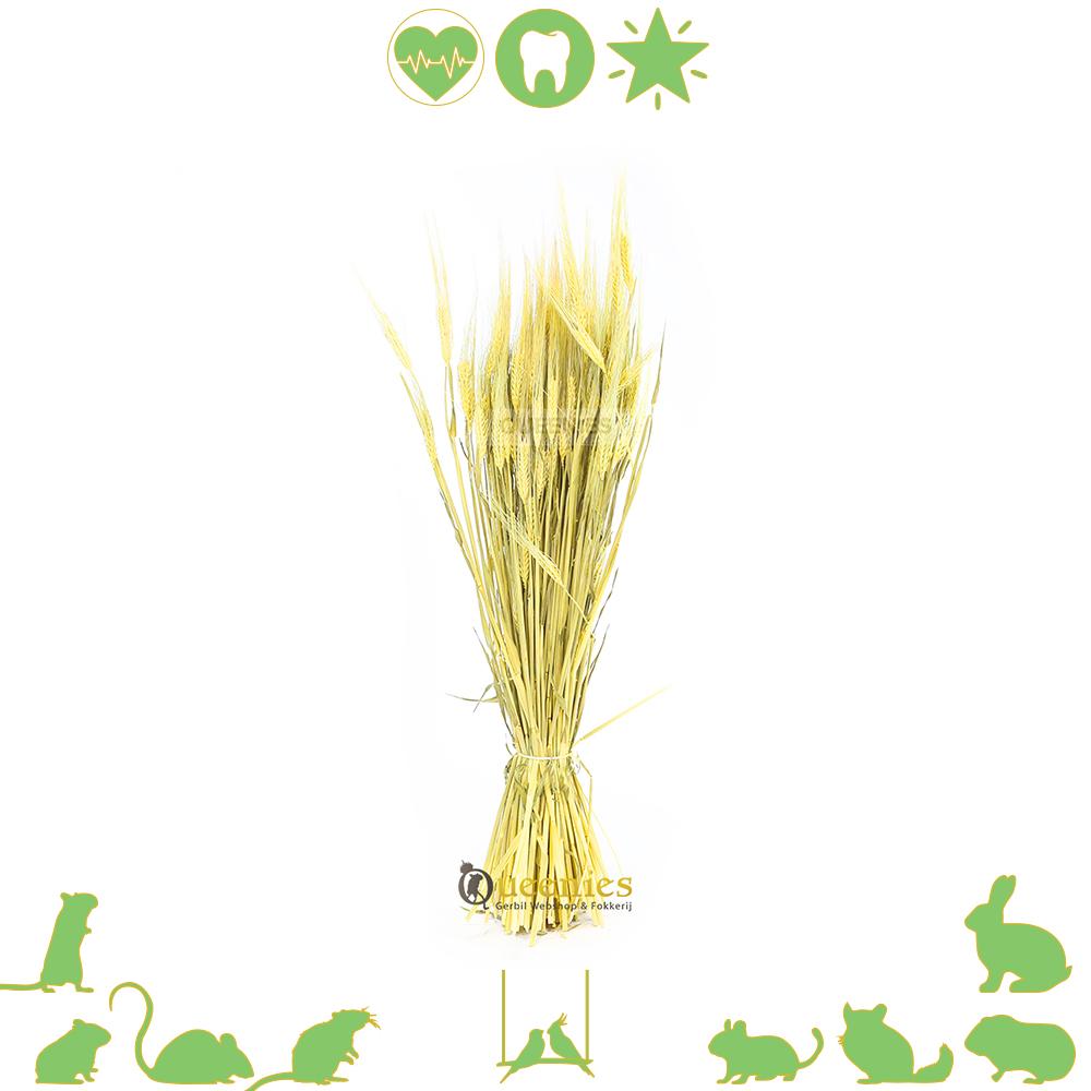 Konijnen gerst - hamsterscaping dierenkruiden