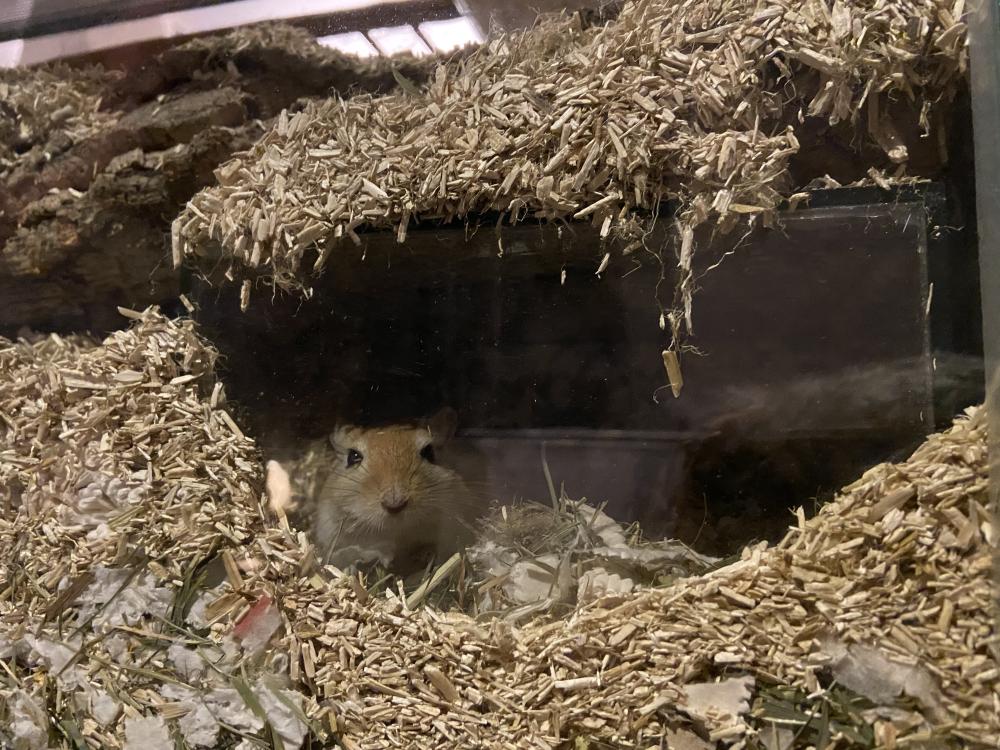 Queenies Glazenhuis met 2 openingen