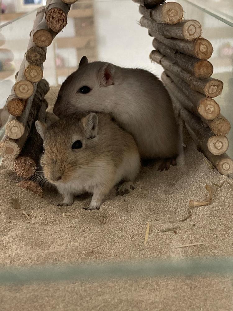 Badzand schaal 60x15x10 met Gerbils