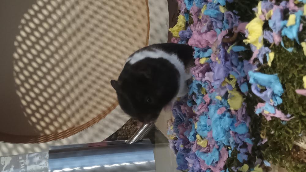 120x50x60 Hamster Terrarium met schuifruiten zonder plateaus