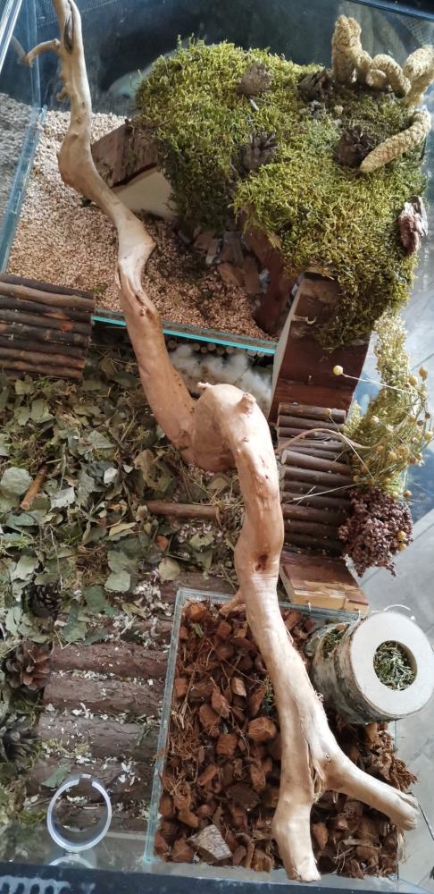 Gerbil terrarium 80x40x50