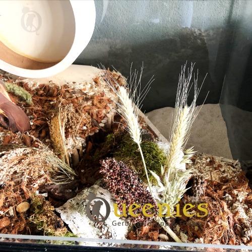 Tarwearen in Hamsterscape