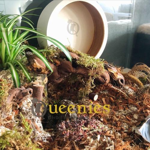 Houten loopwiel 28 cm Knaagdier kooi voor goudhamster