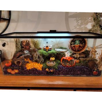 Halloween hamsterscape met Spinnenrag