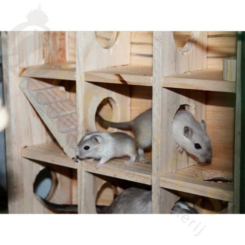 Trappen in doolhof voor Gerbils